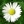 Daisychain